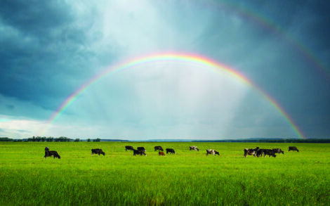 Rainbow over the farm. Cows are eating grass.